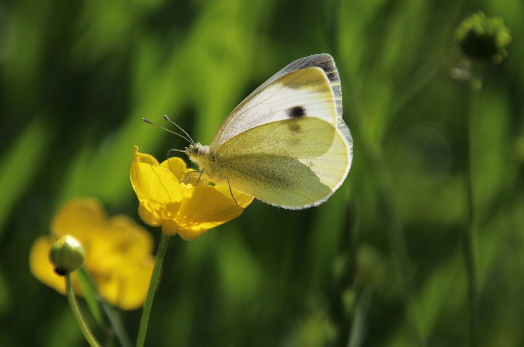 butterfly, wings, insect