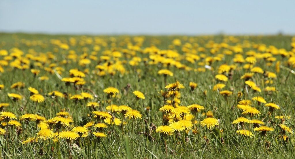 dandelion, meadow, dandelion meadow