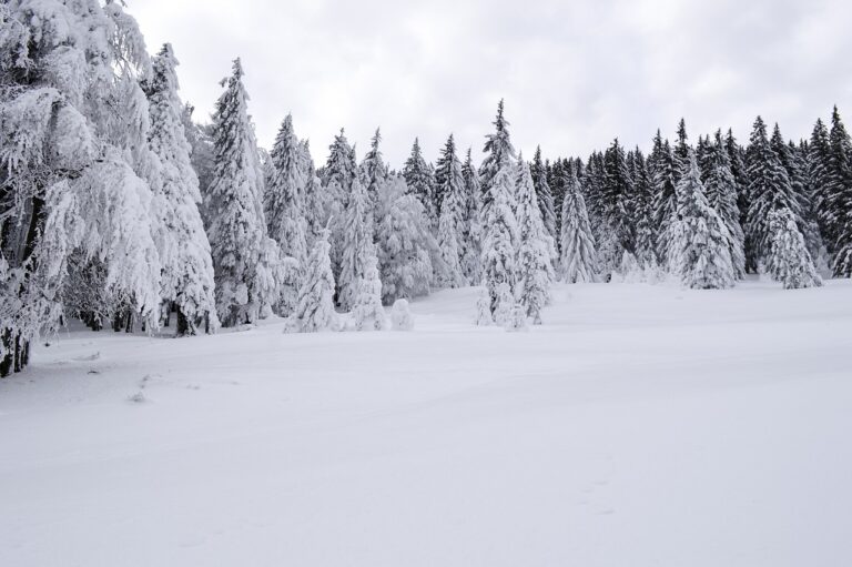 cold, december, forest-1122722.jpg